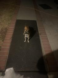 Found/Stray Male Dog last seen valencia / teakwood, Rialto, CA 92376