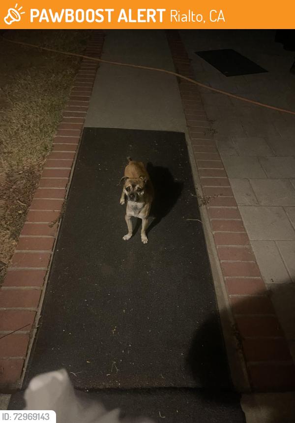 Found/Stray Male Dog last seen valencia / teakwood, Rialto, CA 92376
