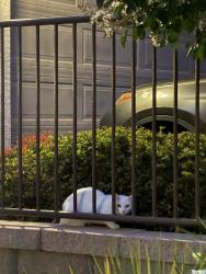 Found/Stray Unknown Cat last seen Cherry laurel ct x Durian St , Vista, CA 92083