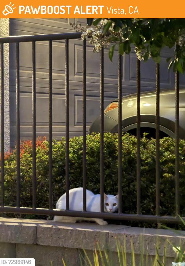 Found/Stray Unknown Cat last seen Cherry laurel ct x Durian St , Vista, CA 92083