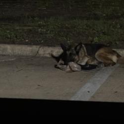 Found/Stray Unknown Dog last seen The Amian Residence, Houston, TX 77094