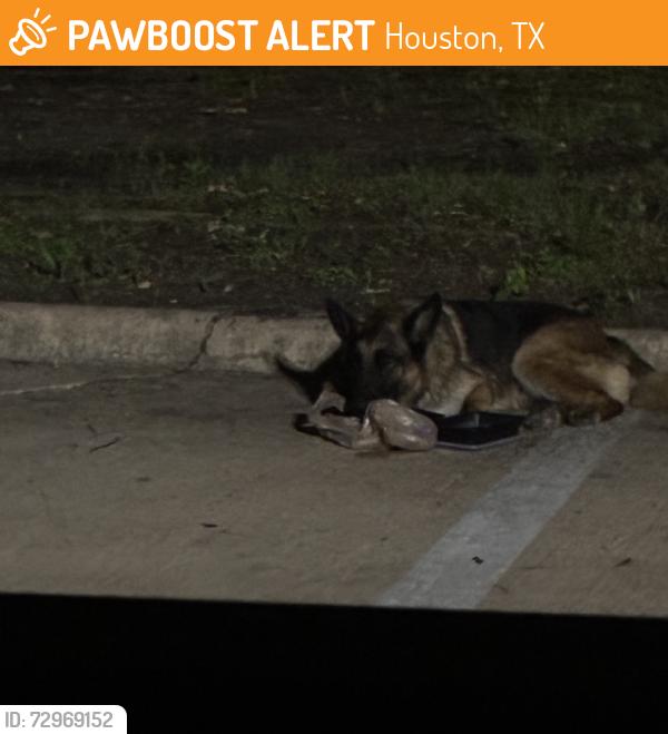 Found/Stray Unknown Dog last seen The Amian Residence, Houston, TX 77094