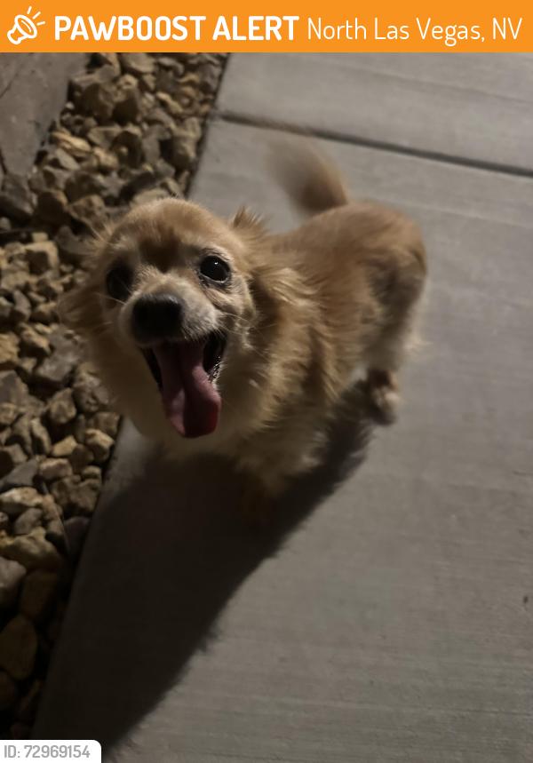 Found/Stray Unknown Dog last seen Elkhorn Pointe Community , North Las Vegas, NV 89084