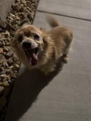 Found/Stray Unknown Dog last seen Elkhorn Pointe Community , North Las Vegas, NV 89084