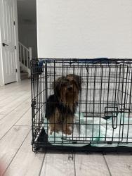 Found/Stray Male Dog last seen W Lower Buckeye Rd & S 63rd Ave Phoenix, AZ 85043 United States, Phoenix, AZ 85043