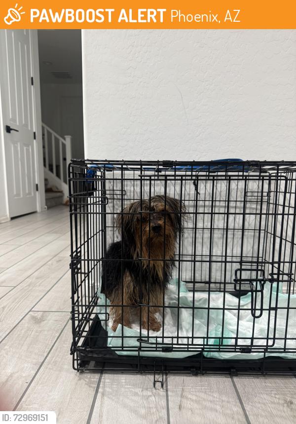 Found/Stray Male Dog last seen W Lower Buckeye Rd & S 63rd Ave Phoenix, AZ 85043 United States, Phoenix, AZ 85043