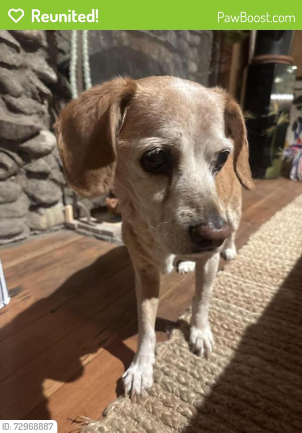 Reunited Male Dog last seen In the middle of Saddle peak , Topanga, CA 90290