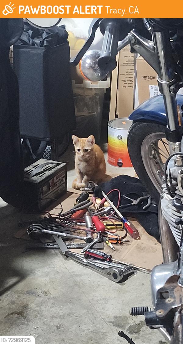 Found/Stray Unknown Cat last seen W clover rd & buthmann ave, Tracy, CA 95376