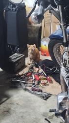 Found/Stray Unknown Cat last seen W clover rd & buthmann ave, Tracy, CA 95376