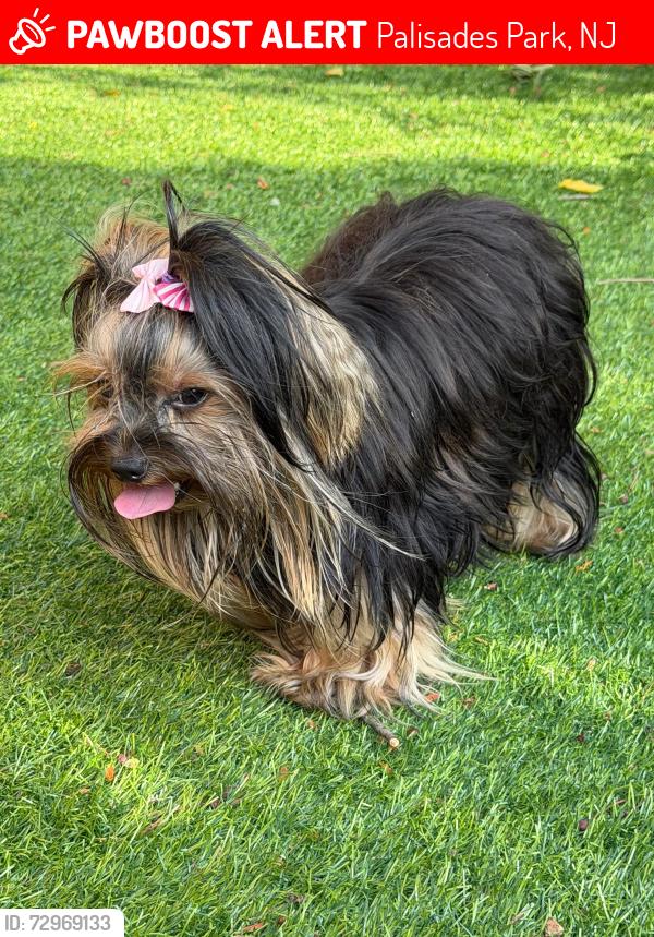 Lost Female Dog last seen Palisades park, Palisades Park, NJ 07650