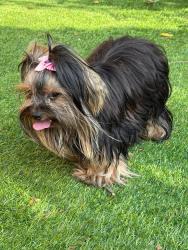 Lost Female Dog last seen Palisades park, Palisades Park, NJ 07650