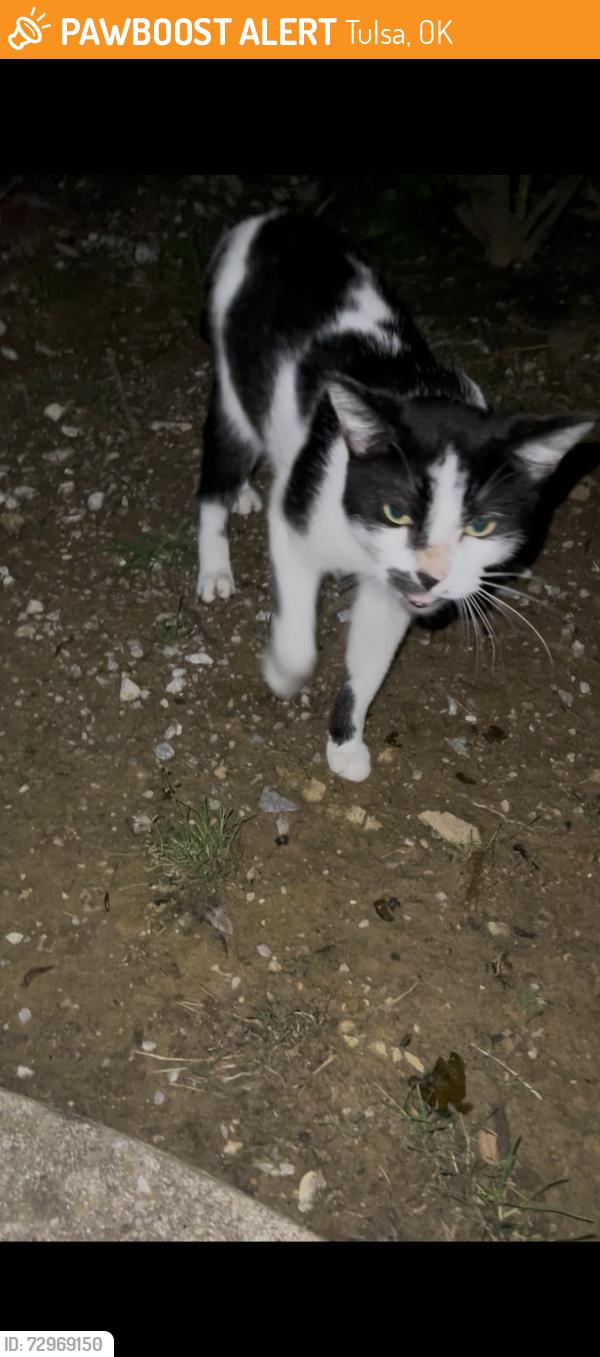 Found/Stray Unknown Cat last seen 81st & 169, Tulsa, OK 74133