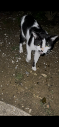 Found/Stray Unknown Cat last seen 81st & 169, Tulsa, OK 74133