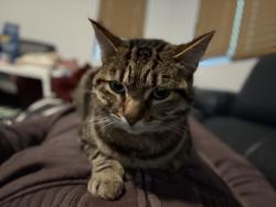 Lost Female Cat last seen neighborhood indoor cat, Signal Hill, CA 90755