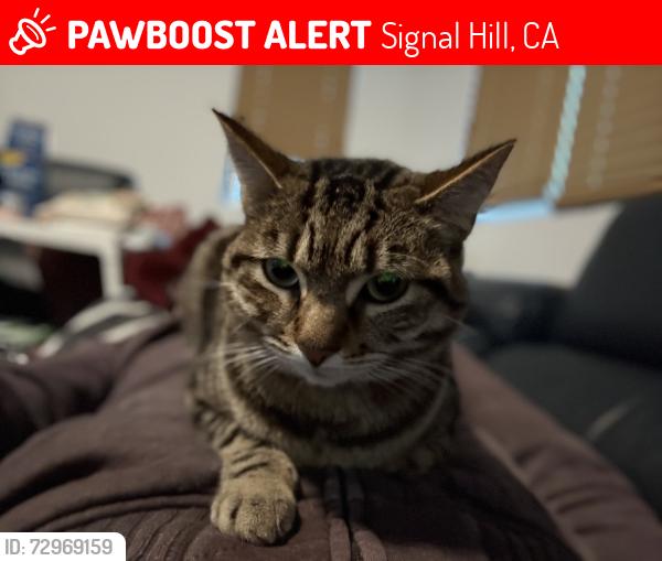Lost Female Cat last seen neighborhood indoor cat, Signal Hill, CA 90755