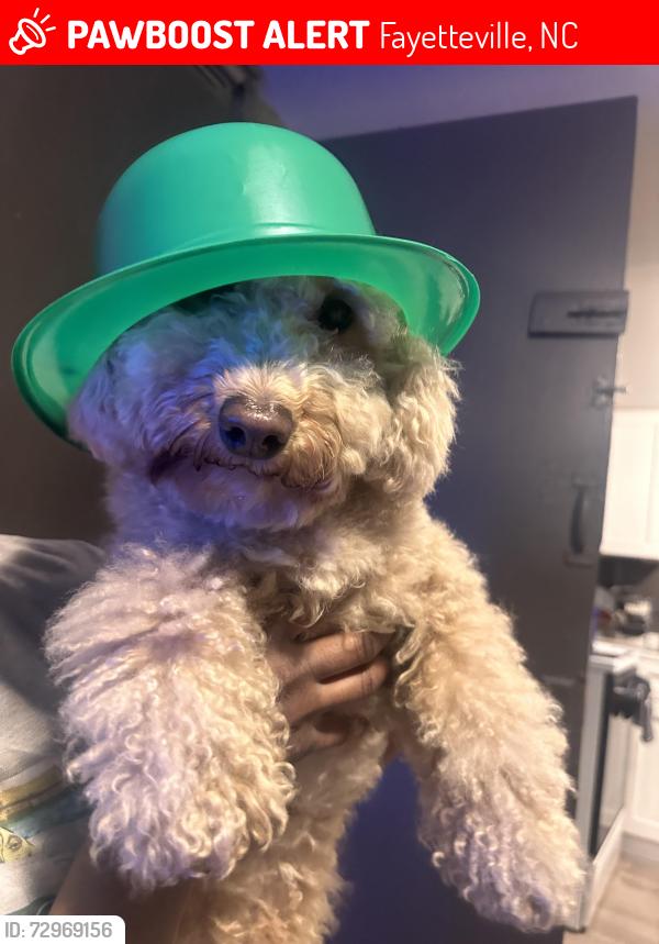 Lost Male Dog last seen Livingston dr, Fayetteville, NC 28311