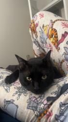 Lost Male Cat last seen Emmott elementary or paddock way & N Eldridge pkwy, Houston, TX 77065