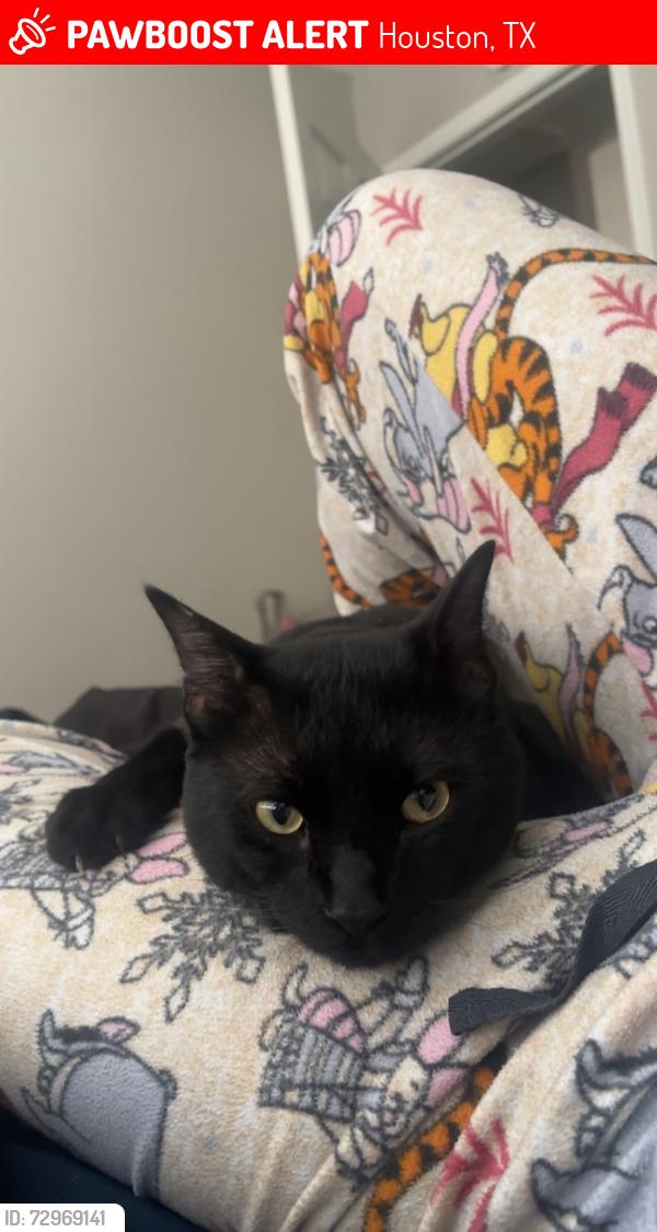 Lost Male Cat last seen Emmott elementary or paddock way & N Eldridge pkwy, Houston, TX 77065