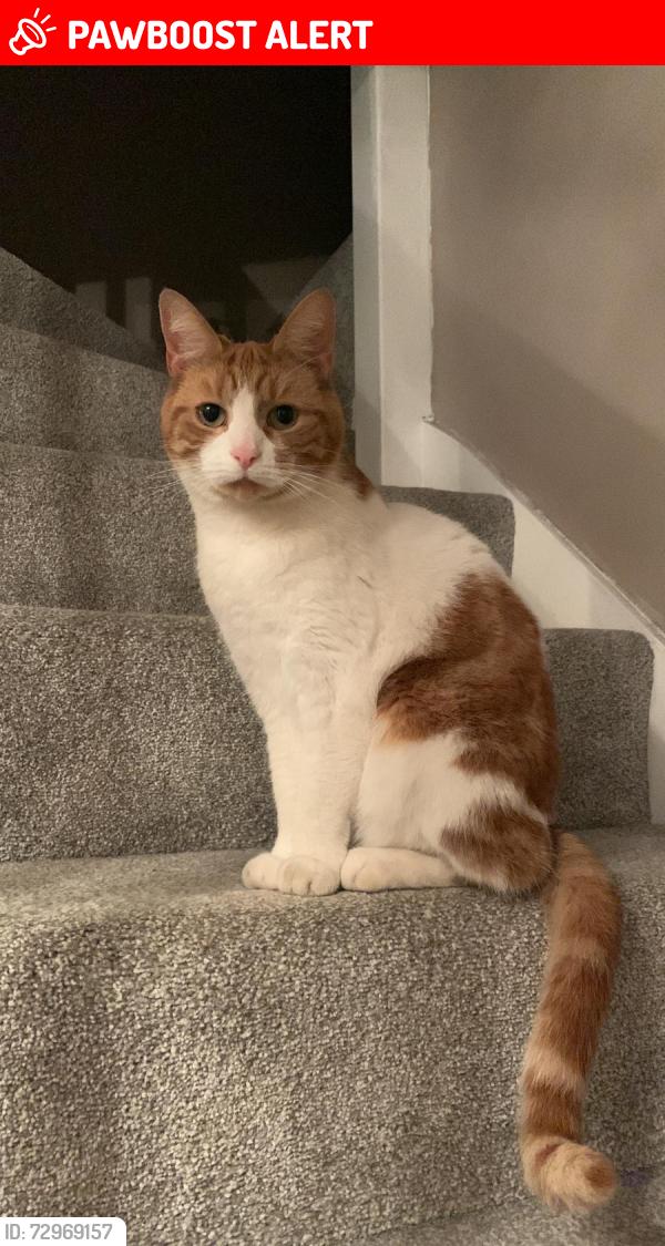 Lost Male Cat last seen Woodhall Park, Swindon, England SN2 2TZ