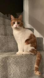 Lost Male Cat last seen Woodhall Park, Swindon, England SN2 2TZ