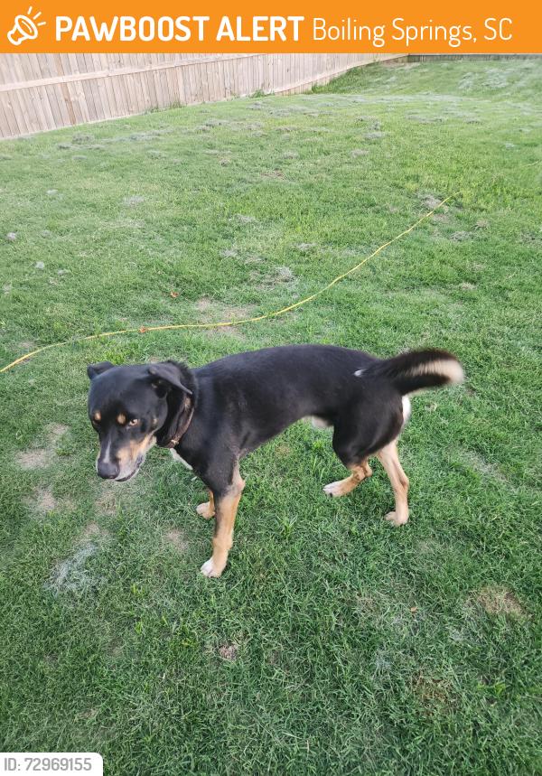 Found/Stray Male Dog last seen Pine Valley community off Hanging Rock Road, Boiling Springs, SC 29316