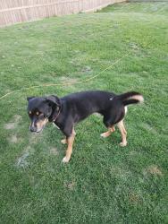 Found/Stray Male Dog last seen Pine Valley community off Hanging Rock Road, Boiling Springs, SC 29316