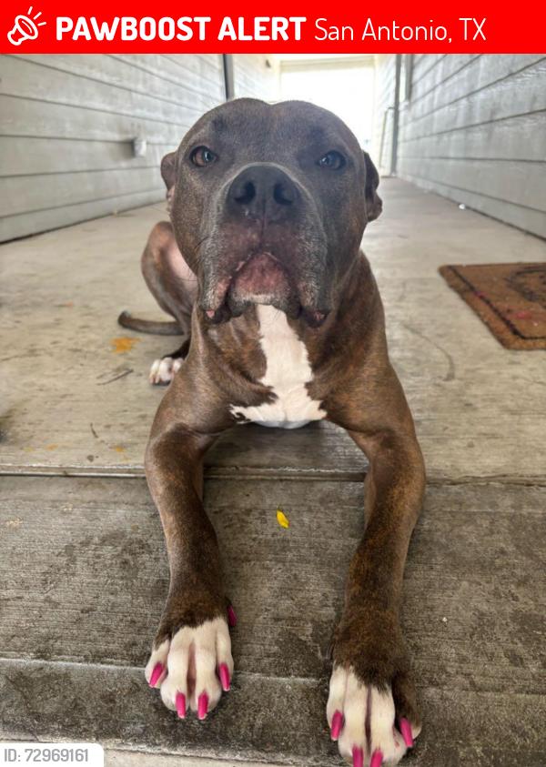 Lost Female Dog last seen Fm 78/ jack in box area , San Antonio, TX 78244
