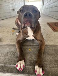 Lost Female Dog last seen Fm 78/ jack in box area , San Antonio, TX 78244