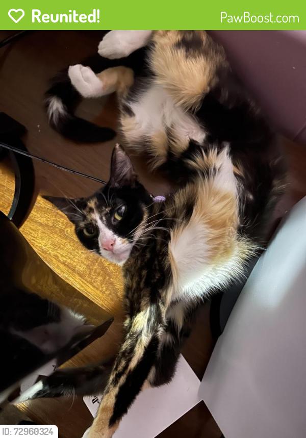 Reunited Female Cat last seen Near Black Gap Rd , Fayetteville, PA 17222