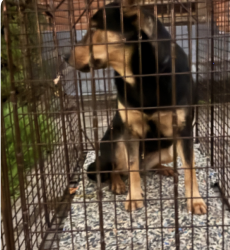 Reunited Female Dog last seen Waltway and TC Jester 77008, Houston, TX 77018