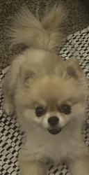Lost Female Dog last seen Central hosp , Las Vegas, NV 89149
