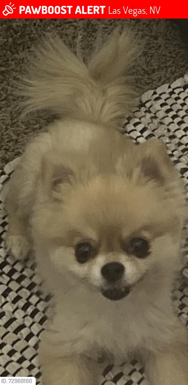 Lost Female Dog last seen Central hosp , Las Vegas, NV 89149
