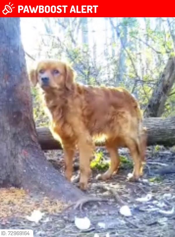 Lost Male Dog last seen Cowpath rd, Colmar pa, Hatfield Township, PA 18915