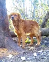 Lost Male Dog last seen Cowpath rd, Colmar pa, Hatfield Township, PA 18915