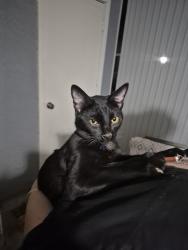 Found/Stray Unknown Cat last seen 29th and Marconi, Phoenix, AZ 85053