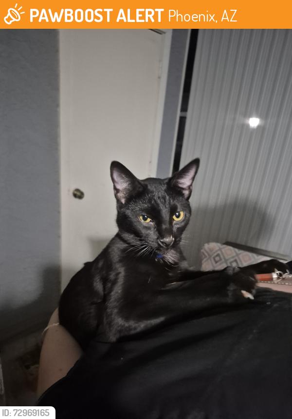 Found/Stray Unknown Cat last seen 29th and Marconi, Phoenix, AZ 85053