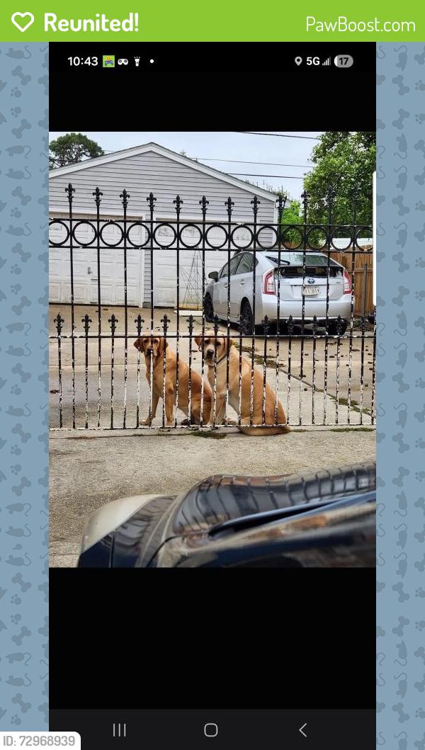 Reunited Male Dog last seen Craig or elmwood, Metairie, LA 70003