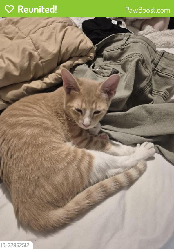 Reunited Male Cat last seen Ryder street between Avenues T and U, Brooklyn, NY 11234
