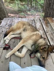 Lost Male Dog last seen Near Mangla drive Charlotte Nc 28214, Charlotte, NC 28214