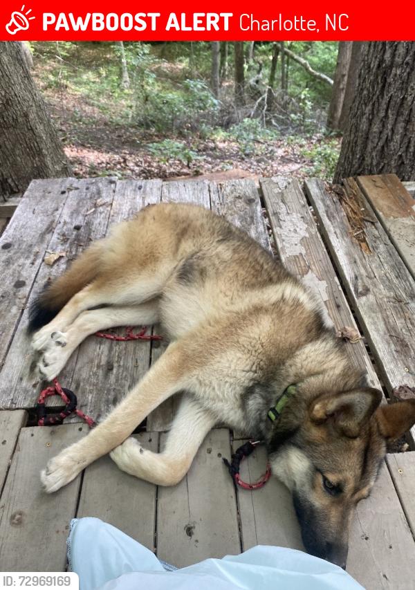 Lost Male Dog last seen Near Mangla drive Charlotte Nc 28214, Charlotte, NC 28214