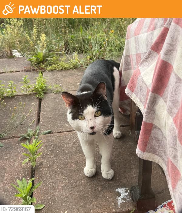Found/Stray Unknown Cat last seen Willow Walk/ Dunton Road , Greater London, England SE1 5SJ