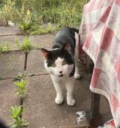 Found/Stray Unknown Cat last seen Willow Walk/ Dunton Road , Greater London, England SE1 5SJ