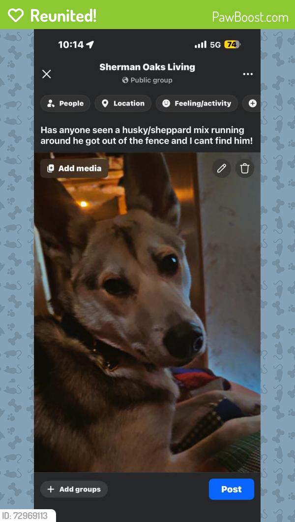 Reunited Male Dog last seen Sherman Oaks, Los Angeles, CA, USA, Los Angeles, CA 91496