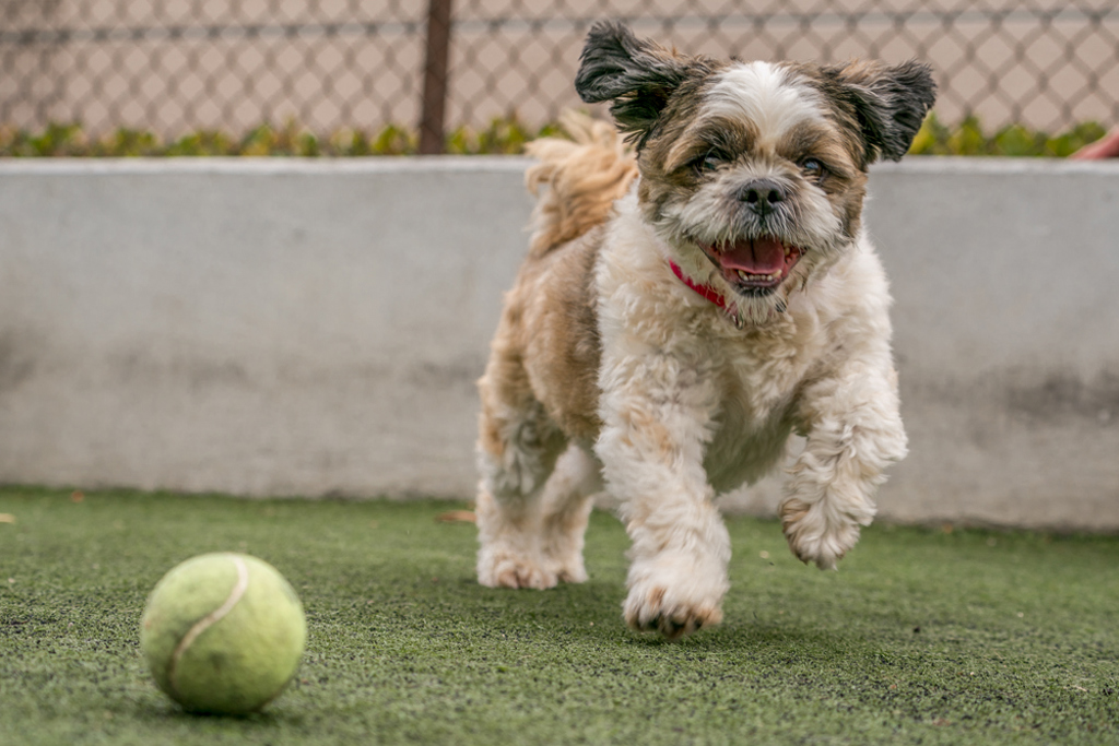 Shelter Stray Male Dog last seen San Diego, CA, 92111, San Diego, CA 92110