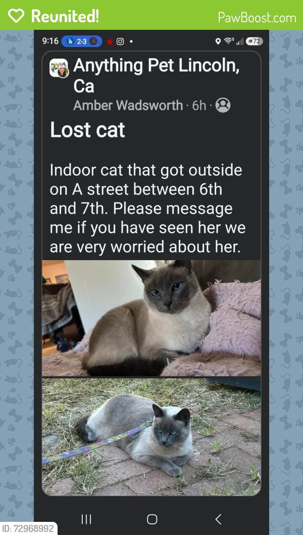 Reunited Female Cat last seen Grace life church, 6th and 7th, Lincoln, CA 95648