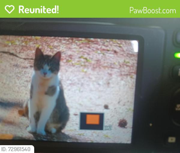 Reunited Female Cat last seen Buckbee Road Clintonville WI, Waupaca County, WI 54950