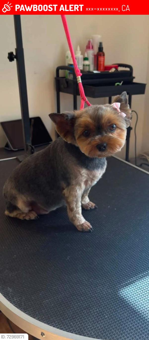 Lost Female Dog last seen Balboa, Лос-Анджелес, CA 91406