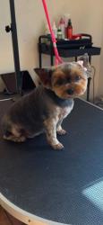 Lost Female Dog last seen Balboa, Лос-Анджелес, CA 91406