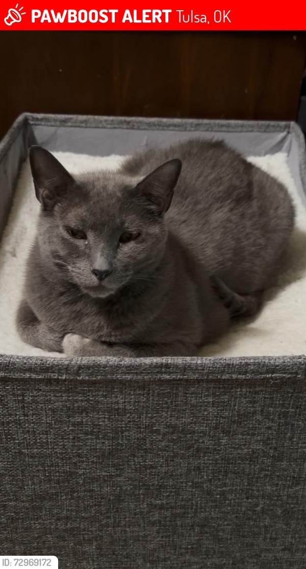 Lost Male Cat last seen 11th garnett, Tulsa, OK 74128