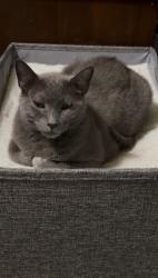 Lost Male Cat last seen 11th garnett, Tulsa, OK 74128